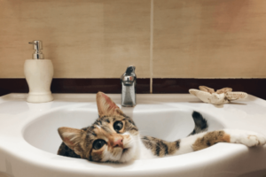 怎麼幫貓洗澡