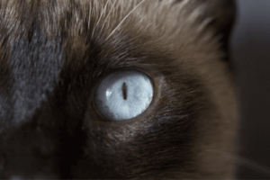 貓眼睛