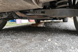 貓躲在車底