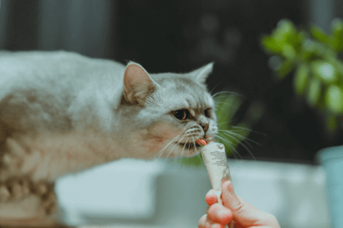 貓吃零食