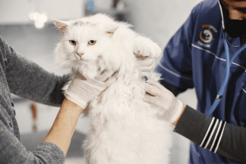 貓身體檢查