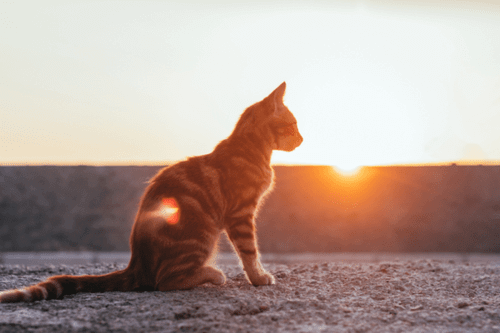 貓與太陽