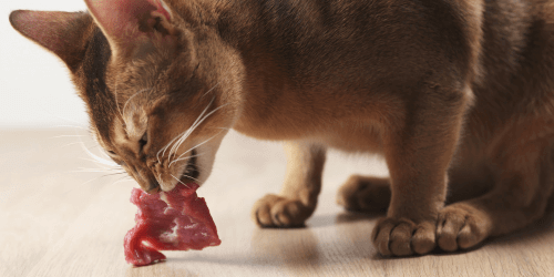 貓吃肉